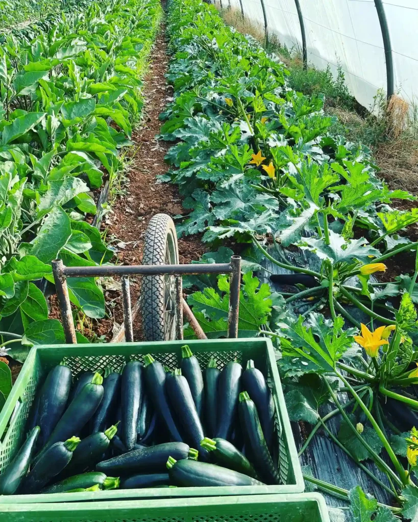 produits bio frais Vaucluse
