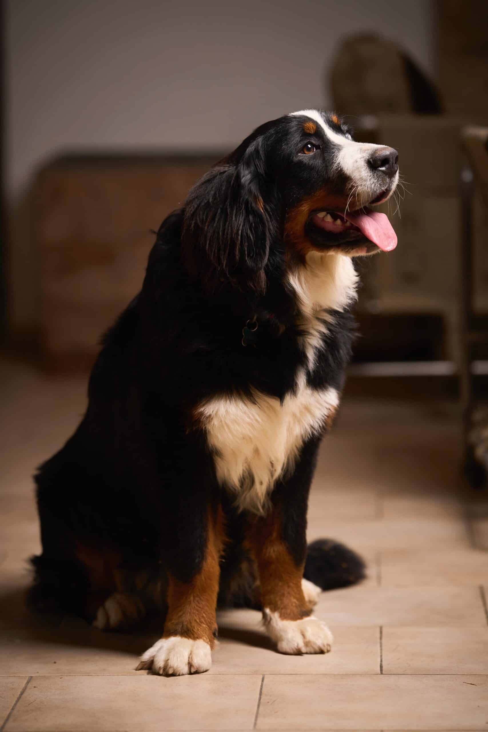 Animaux acceptés en camping : quelles règles respecter pour un séjour réussi avec son chien ?